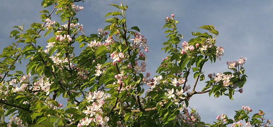 Æbleblomster