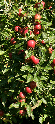 Grene med mange æbler kan let knække