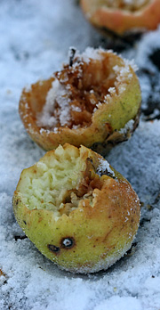 Nedfaldsæbler