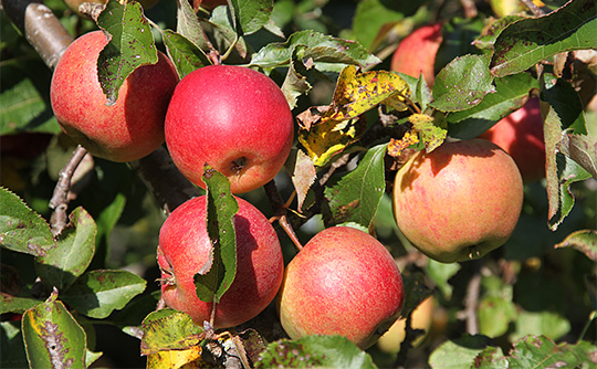 Jonagold æbler i januar