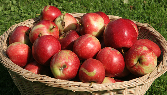 Summerred er en tidlig æblesort, men ikke så sund.