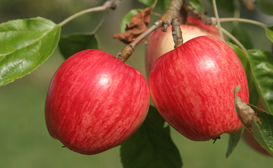 Rødstribede æbler