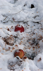 Fugle finder æbler i sneen
