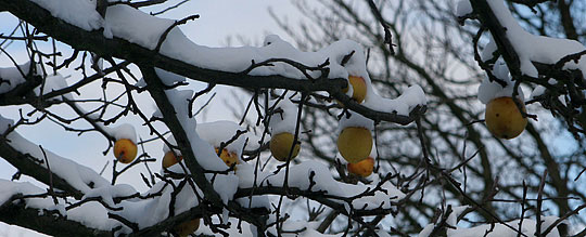 Æblegrene med sne
