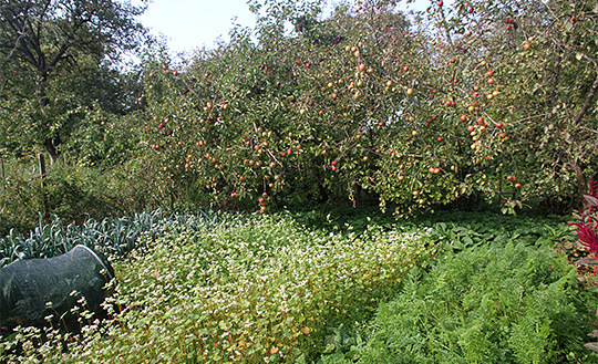 Æbletræer og efterårshave