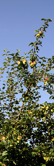 Skal æbletræet have lov til at vokse i højden?
