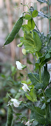 Ærter i november og frost