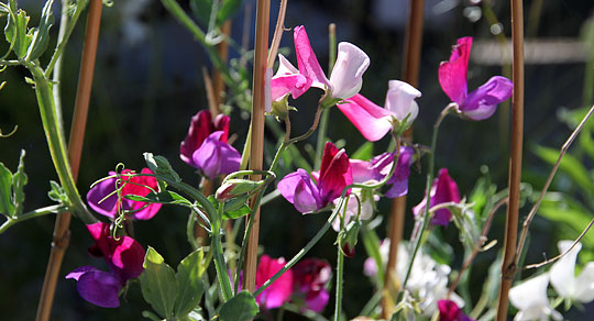 Ærteblomster