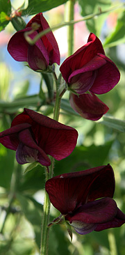 Ærteblomster i september