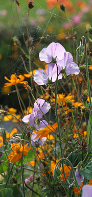 Ærteblomster og orange kosmos