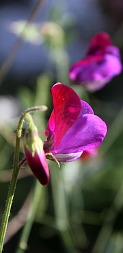 Ærteblomst i oktober