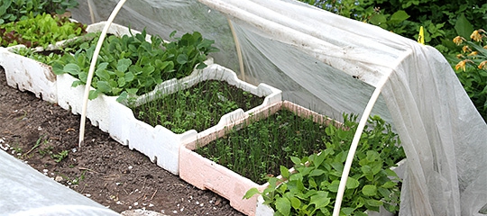 Afhærdning af planter