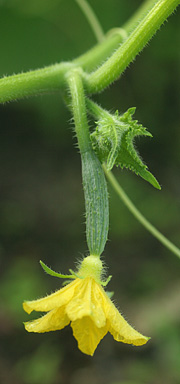 Agurk i blomst