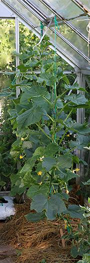 Agurkplanter i drivhuset