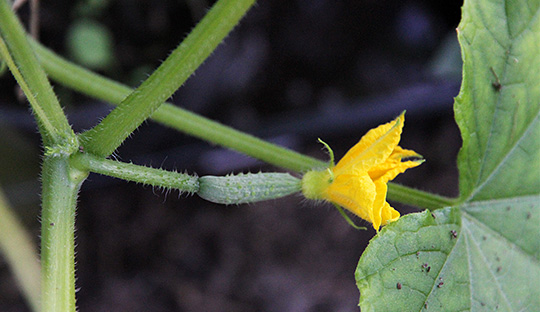 Agurk i blomst