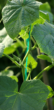 Frodig agurkplante