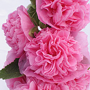 Alcea rosea Chaters Rose