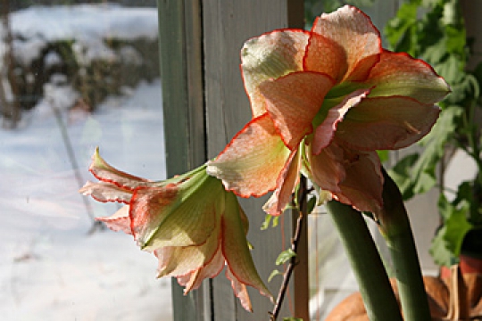 Amaryllis