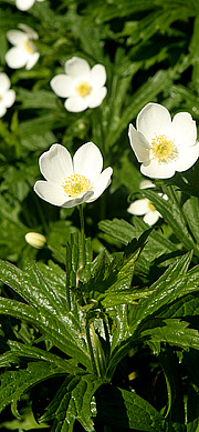 Sommerblomstrende anemone