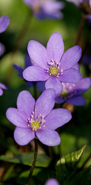 Blå anemoner i blomst