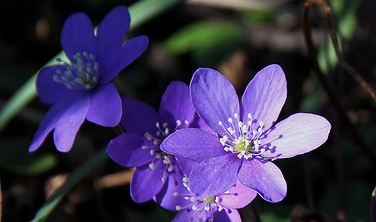 Blå anemoner