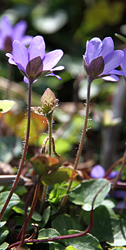 Blå anemoner