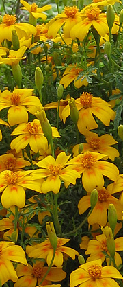 Appelsintagetes