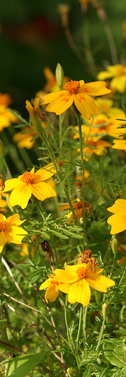 Appelsintagetes