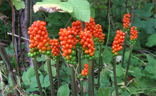 Arum