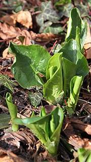Dansk arum
