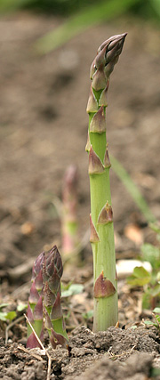 Første aspargesskud