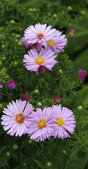 Asters er efterårets blomst