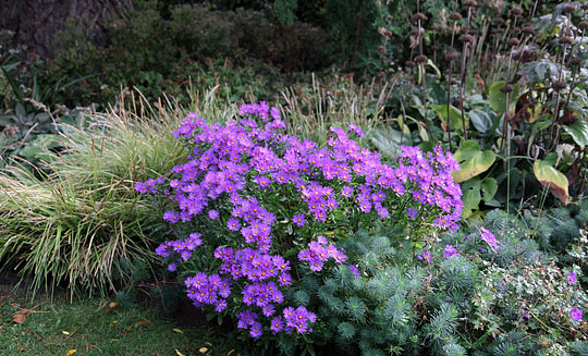 Mørklilla asters