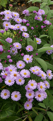 Asters i efteråret