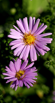 Lilla asters