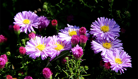 Asters