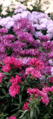 Sorter af asters