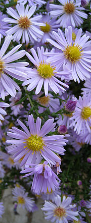 Lyslilla høj asters