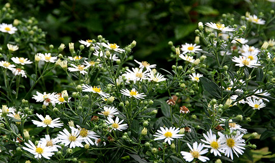 Asters med hvide blomster