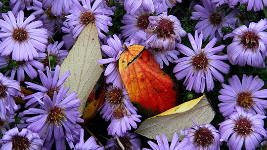 Aster og løvfald