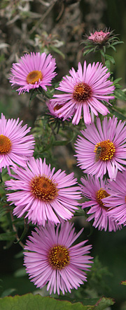 Lyserød asters