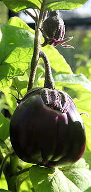 Aubergine i Randis drivhus