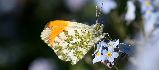 Aurora sommerfugl