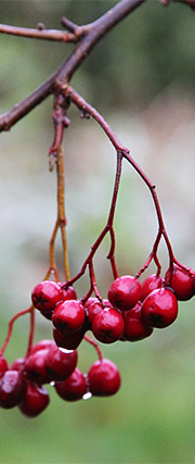 Røde bær af cotoneaster