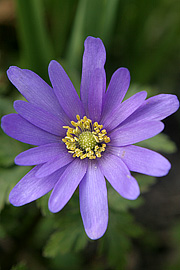 Balkananemone