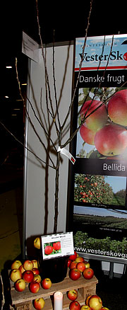Ny æblesort Bellida