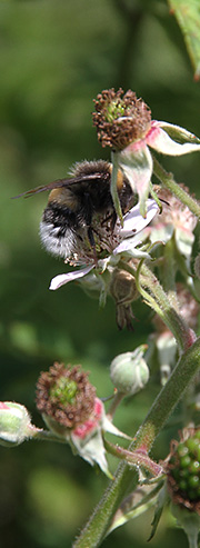 Bi i brombær blomst