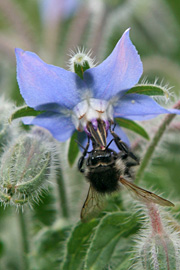 Hjulkrone