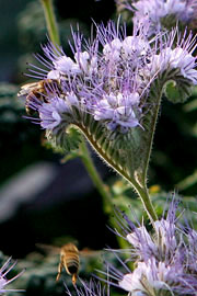 Honningurt i blomst