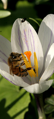 Honningbi i krokus